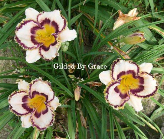 gilded by grace rs